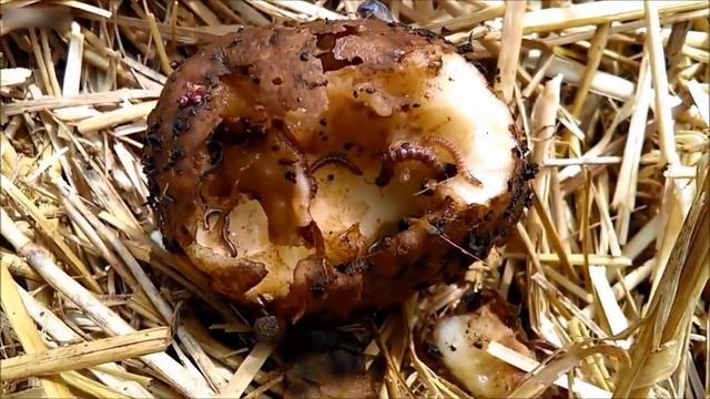 Картофельный дом смотреть онлайн