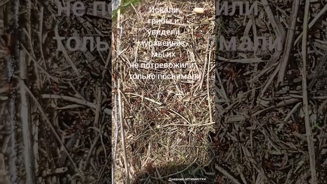 Муравьи, птицы, начало лета смотреть онлайн