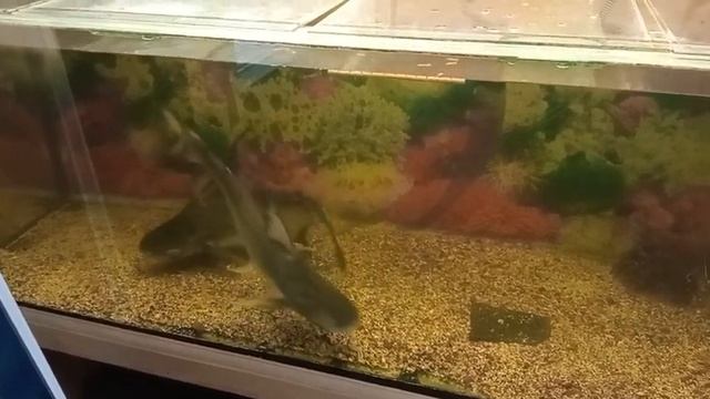 Ульяновский зоопарк. Карликовые акулы. 8 ноября 2021 смотреть онлайн