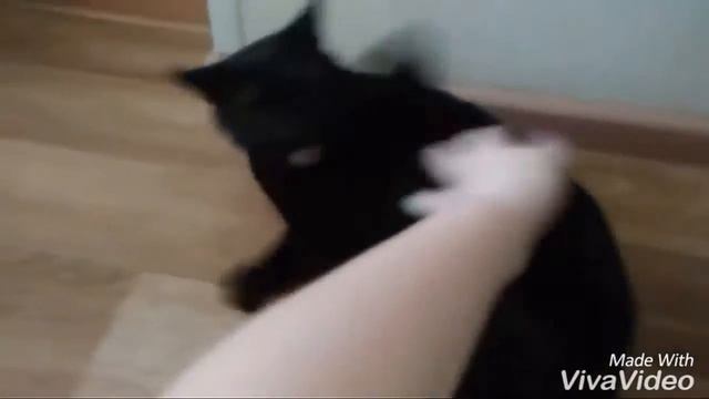 У меня дома живёт кит??? смотреть онлайн