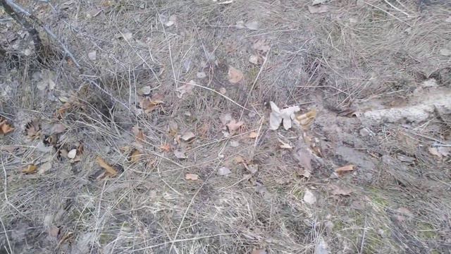 Лес весной. Странные следы или, как мыши роют под снегом. Киевская обл. 2019 год. смотреть онлайн