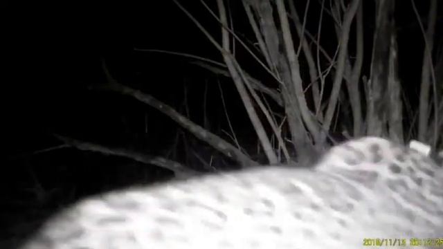 Камеры фото- и видеофиксации впервые зафиксировали охоту леопарда Волны в Северной Осетии смотреть онлайн