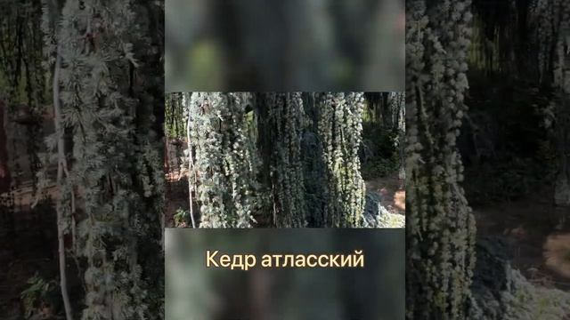 #Крым ...Кедр атласский - самое красивое дерево в Никитском ботаническом саду смотреть онлайн