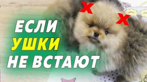 Щенкам шпица 48 дней. Если ушки не встают. Хрупкий Малыш с крепким характером. О продаже щенков