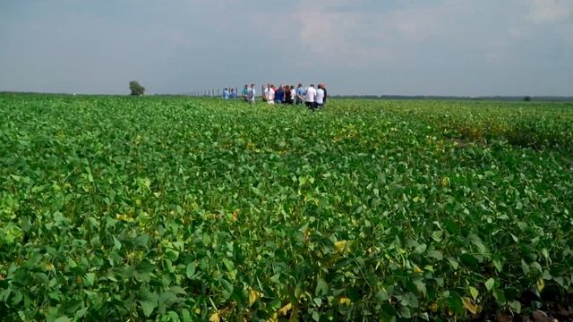 Полевой тур на экспериментальные поля "АгроТерры", Камыши, Курская область. смотреть онлайн