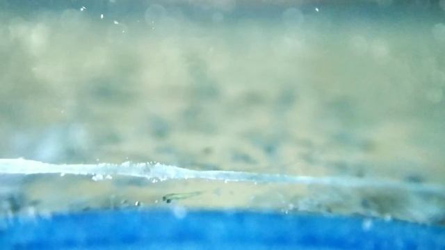 Данио GLOFISH от икринки до малька