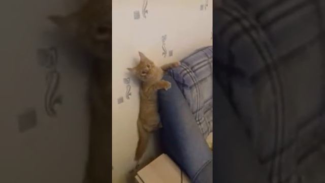 Мейн-кун Гарфилд Настоящий тигр, огромный и прекрасный. Maine Coon Garfield Is a real tiger смотреть онлайн