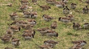 ИНТЕРЕСНЫЕ ФАКТЫ О ВОРОБЬЯХ