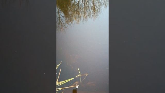Карпы около берега... смотреть онлайн