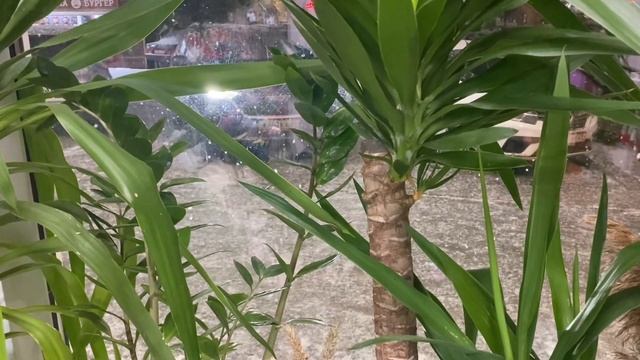 Снегопад • Завораживает • За окном цветочного магазина кружатся снежинки ❄️ смотреть онлайн