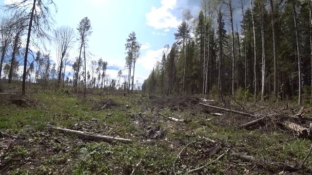 Царь тайги медведь, месть кровожадного зверя.Грибы собираю и жарю в начале мая. Таежный быт. смотреть онлайн