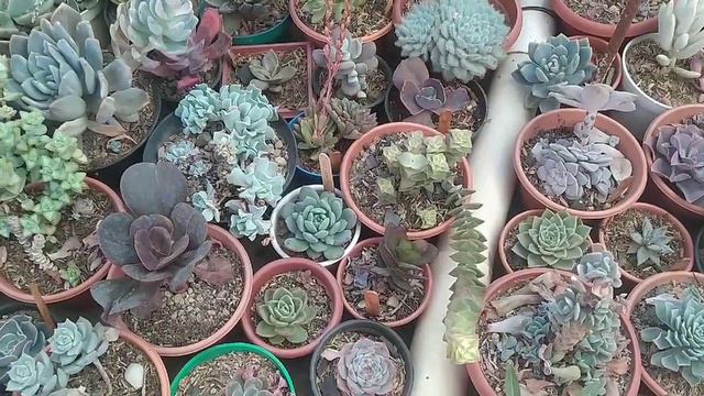 Echeveria Morning Lighth, hermanita de Afterglow 🤭 смотреть онлайн