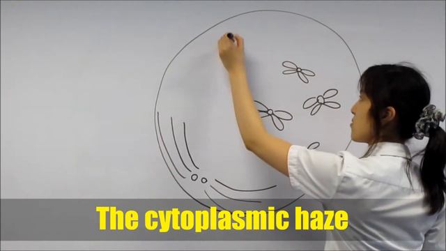 Mitosis Rap смотреть онлайн