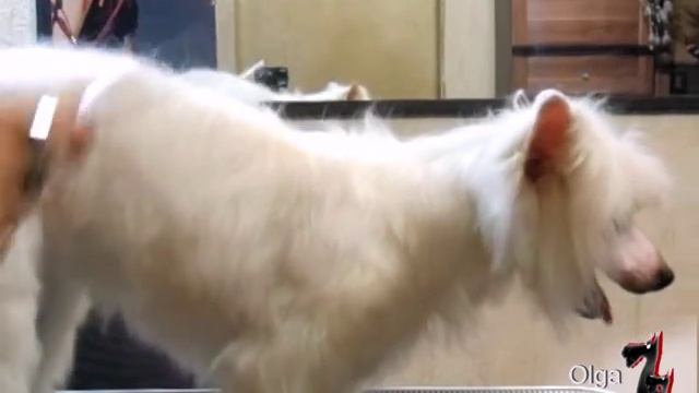 Пуховка. Комплексная стрижка