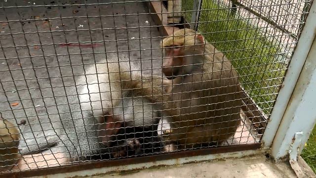 ГРУЗИЯ. БАТУМИ. АЛИ И НИНО. ЛЕТНИЙ ТЕАТР. ЕСЕНИН смотреть онлайн