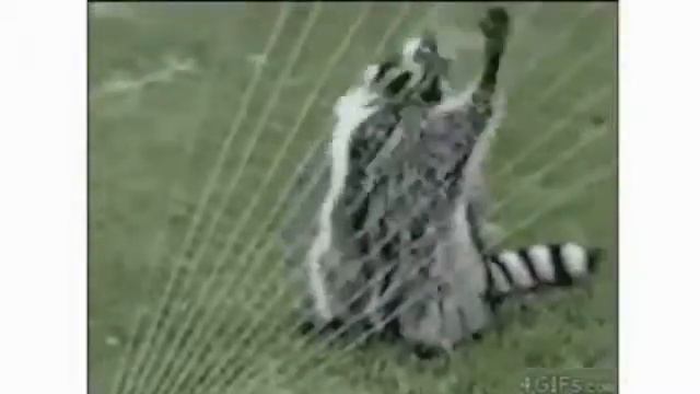 Забавные зверюшки! Море смеха и позитива! смотреть онлайн