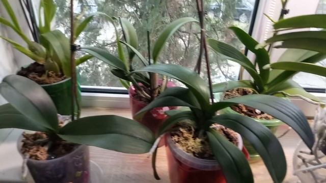 10) Орхидеи дочери воздуха...как я увеличила место на подоконнике.... смотреть онлайн