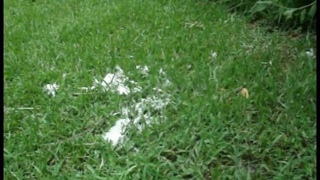How to make worms jump out of the ground in seconds literally! смотреть онлайн