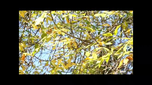 Canon EOS 60D смотреть онлайн