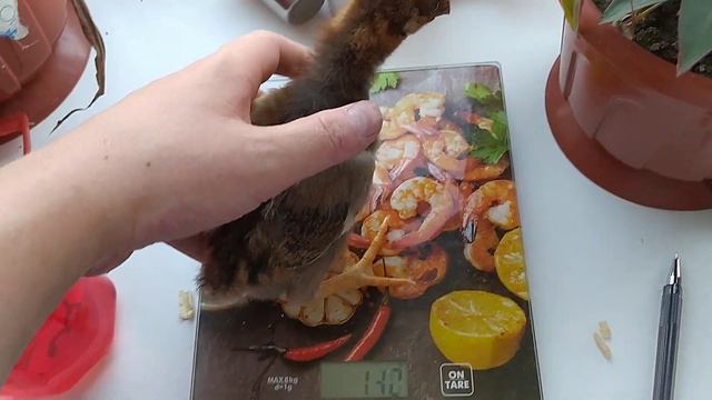 Вес цыплят в 14дней!! смотреть онлайн