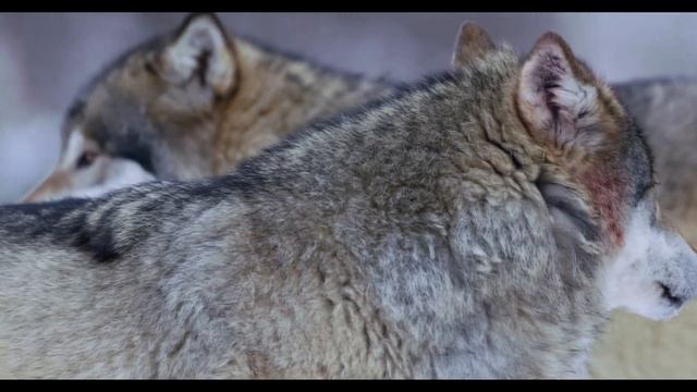 Необыкновенные истории о волке с человеком! НЕ ПОВЕРИШ! смотреть онлайн