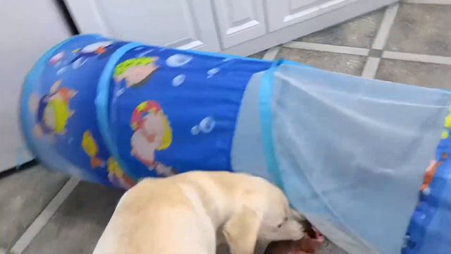 Смешной Лабрадор Ретривер Весело Играет с Детскими Домиками и Игрушками смотреть онлайн