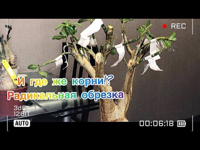 Адениум.Часть2. Корни_ Не, не слышали! Обрезка адениума и первые бутоны. смотреть онлайн