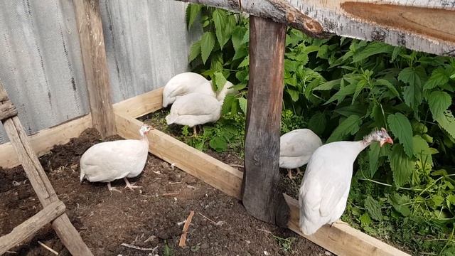 цесарка ' удивительная птица.немного о цесарках смотреть онлайн