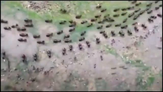 Термиты и муравьи вооруженный нейтралитет Граница Передвижения термитов сверху и муравьёв снизу смотреть онлайн
