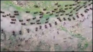 Термиты и муравьи вооруженный нейтралитет Граница Передвижения термитов сверху и муравьёв снизу