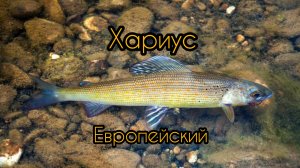 Хариус в Свердловской области