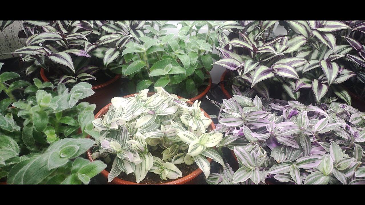 Как вырастить шикарный куст традесканции. Как избавится от пятен на традесканциях. Мой уход.1 часть. смотреть онлайн