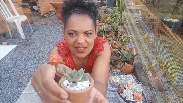 ECHEVERIA HARMSII, IDENTIFICAÇÃO E FLOR смотреть онлайн