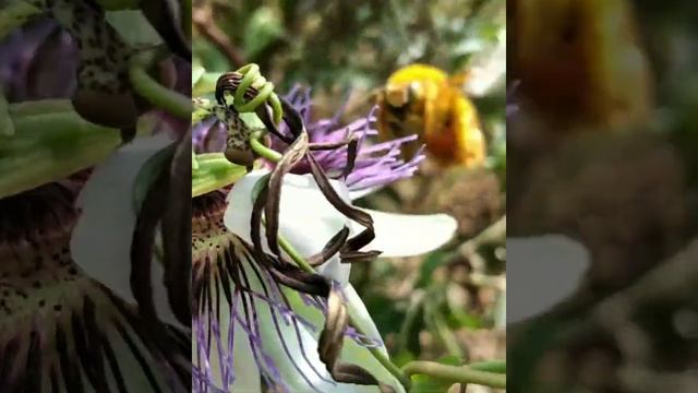 40- Abelha Xylocopa sp. na flor de Passiflora caerulea. смотреть онлайн