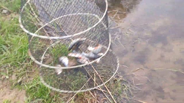 Ловля плотвы весной на поплавочную удочку в Подмосковье смотреть онлайн