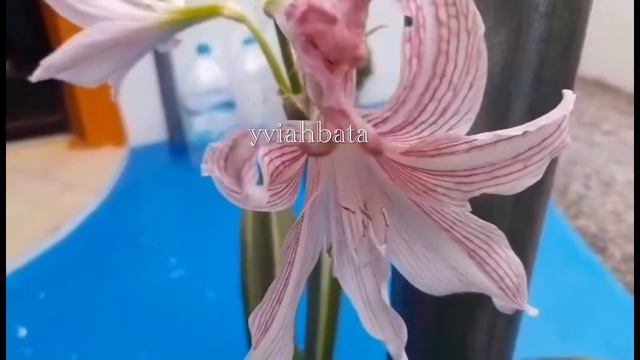 Amaryllis Hippeastrum reticulatum, Star lily | Pink and white lily Flower смотреть онлайн