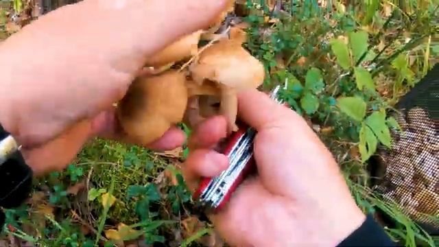 ОПЯТА! ??? Крепкие, красивые, сибирские! ??? смотреть онлайн