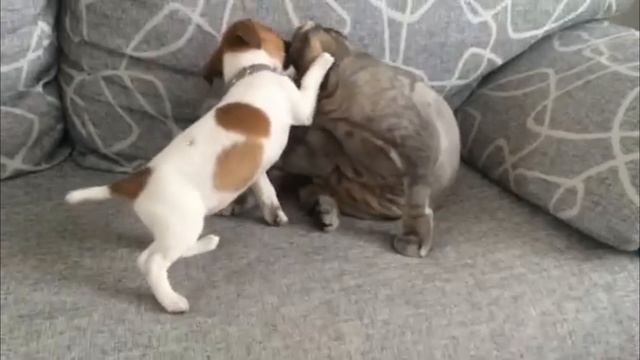 Джек рассел терьер vs британец! Бои продолжаются! №4/Jack Russell Terrier vs Brit! смотреть онлайн