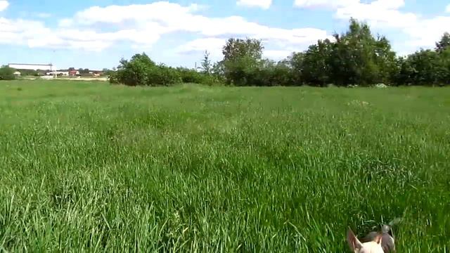 Собака в поле. смотреть онлайн