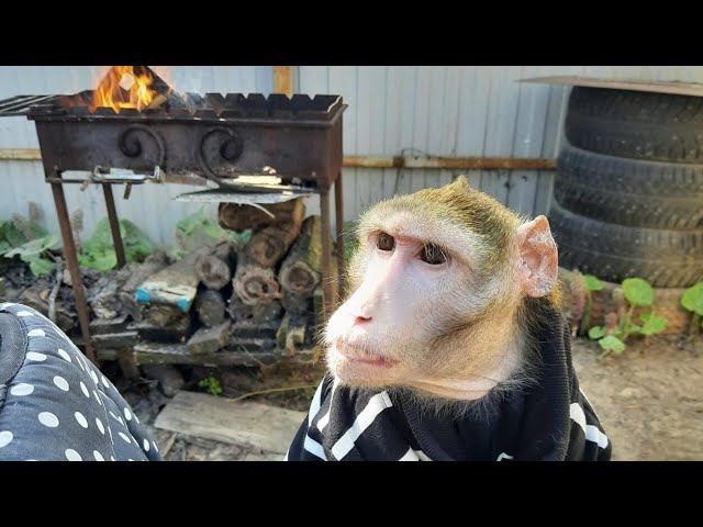 Обезьяны /кормим рысь #monkey #обезьяна #petmonkey #babymonkey