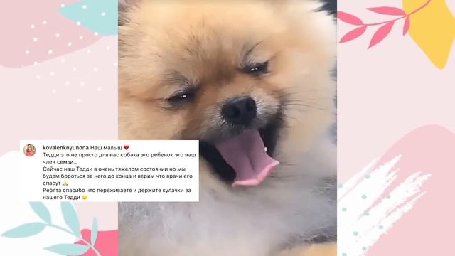 В семье Дианы горе... Что случилось с Тедди? смотреть онлайн