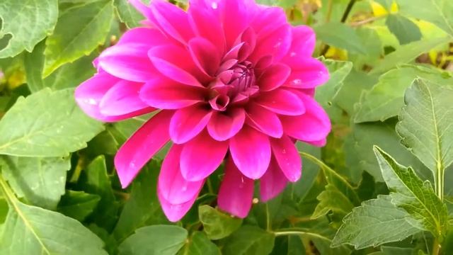 Георгины. Декоративный георгин "Ле Барон". Decorative Dahlia "Le Baron". Dekorative Dahlie Le Baron смотреть онлайн