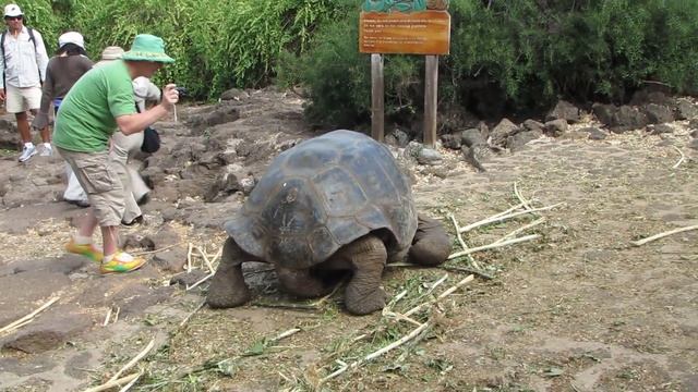 Черепахи Галапагос смотреть онлайн