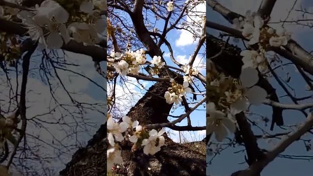Цветение черешни. Апрель 2022 смотреть онлайн