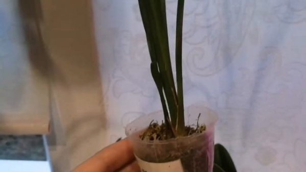 Мой новый цимбидиум Rich Wealth Red Ruby (peloric)