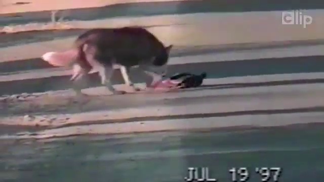 Утка обхитрила собаку смотреть онлайн