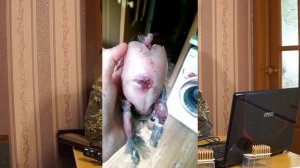 Калибр 22 WMR на охоте. Действие пули на дичь.