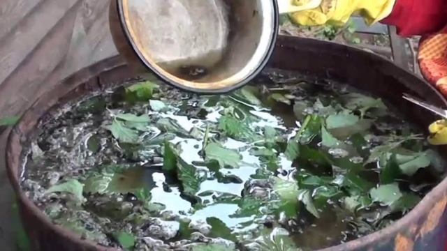 лук. репчатый лук. зеленый лук смотреть онлайн