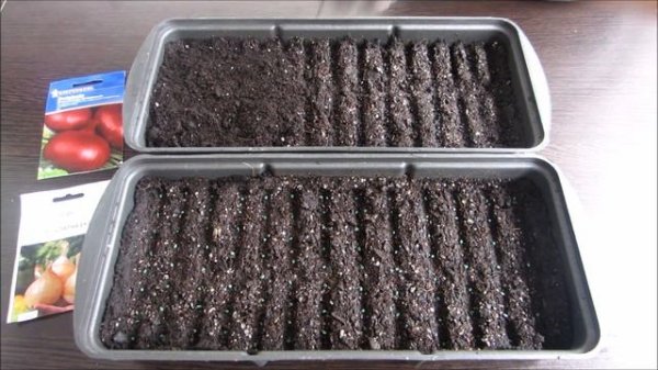 Посев лука ЭКСИБИШЕН в таблетки .