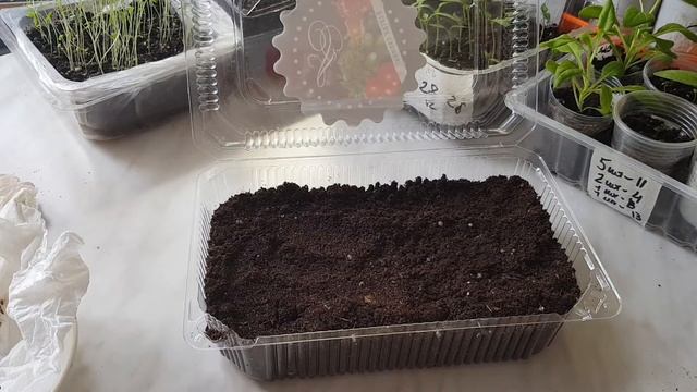 Сею ГОРОХОВЫЙ БАКЛАЖАН ? Снова эксперимент.